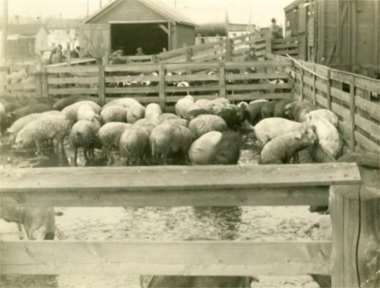 stockyard